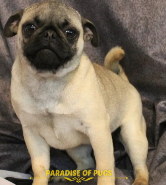 pug puppies for sale near me