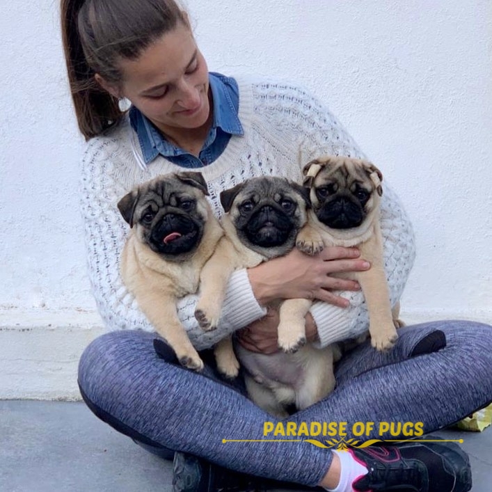 adorable pug puppies