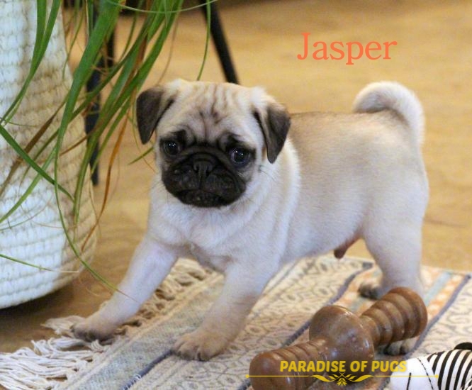 pug puppies for sale in california