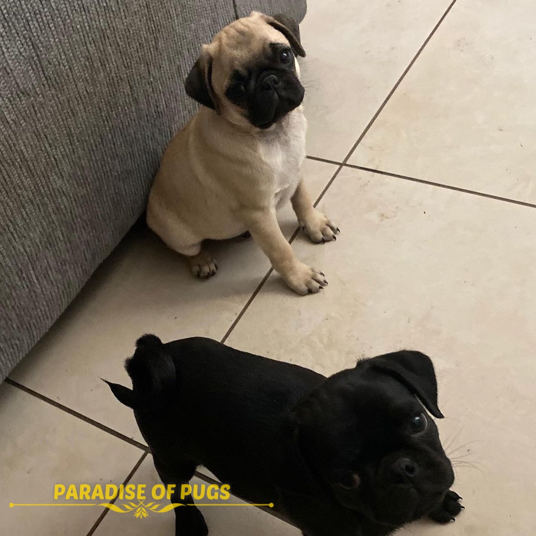 pug puppies for sale near me