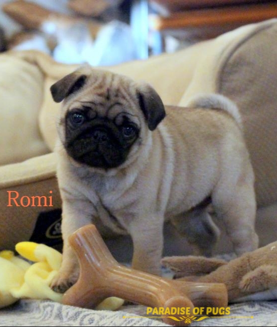 pug puppies for sale near me