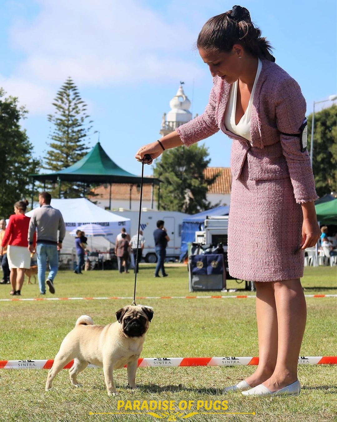 pug puppies for adoption